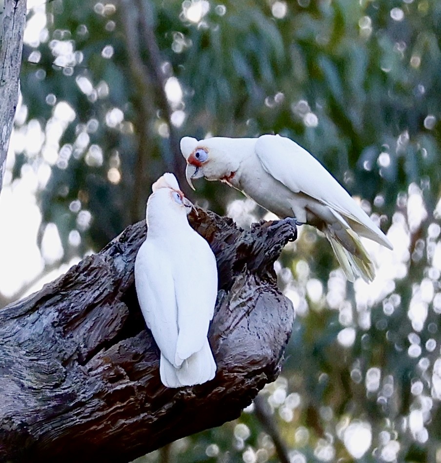 Long-billed Corella - Kumaran Arul