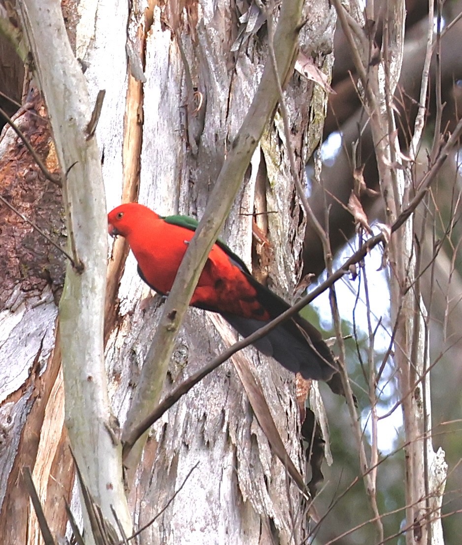 Papagayo Australiano - ML622154380