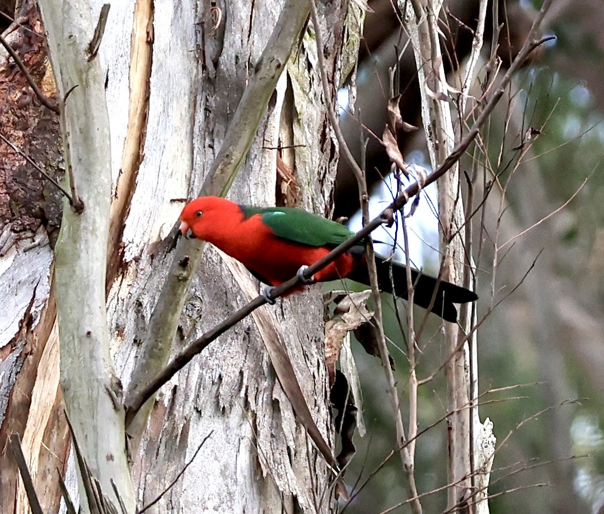 Papagayo Australiano - ML622154382