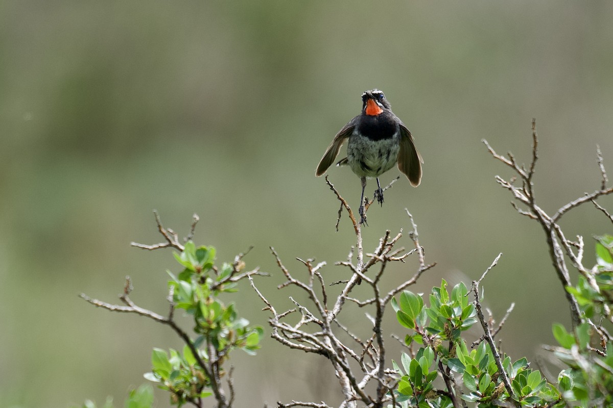 Chinese Rubythroat - ML622154383