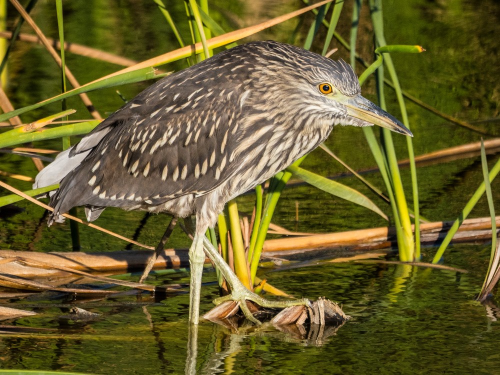 Black-crowned Night Heron - ML622154384