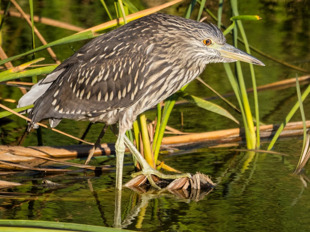 Black-crowned Night Heron - ML622154385