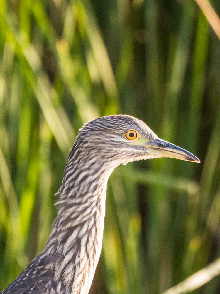 Black-crowned Night Heron - ML622154386