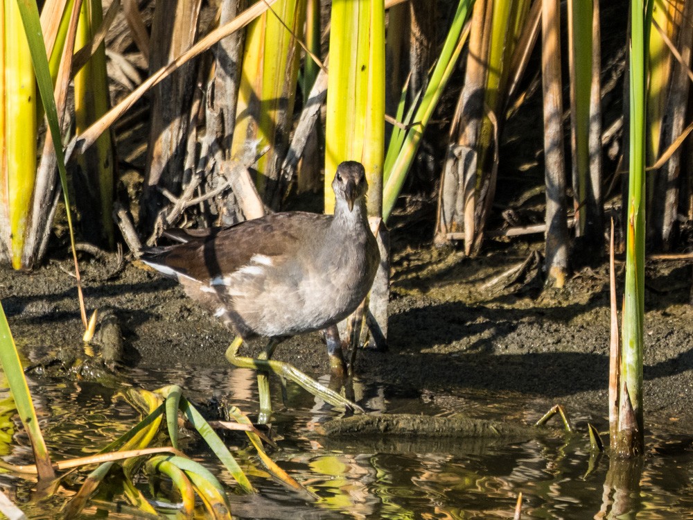 Common Gallinule - ML622154387