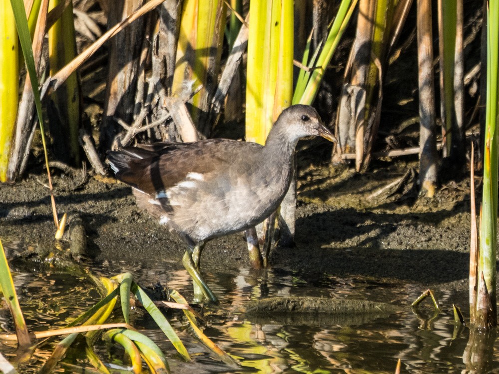 Common Gallinule - ML622154388