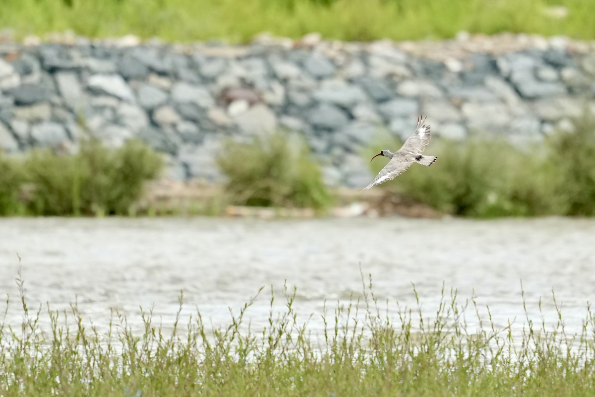 Ibisbill - Summer Wong China Bird Tours