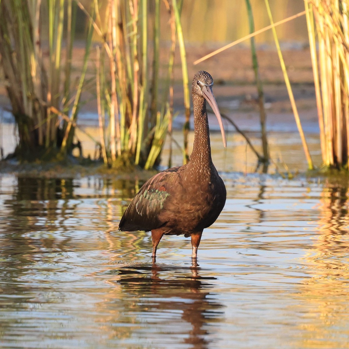 Glossy Ibis - ML622154390