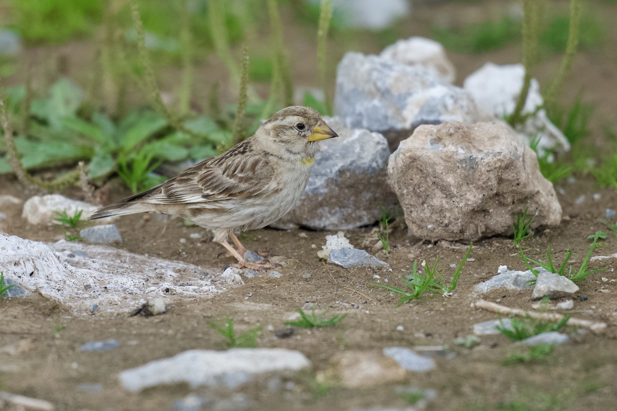 Rock Sparrow - ML622154391