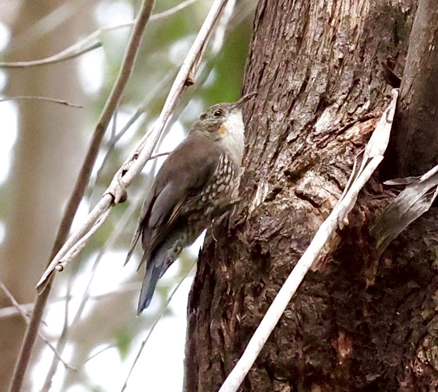 White-throated Treecreeper - ML622154392