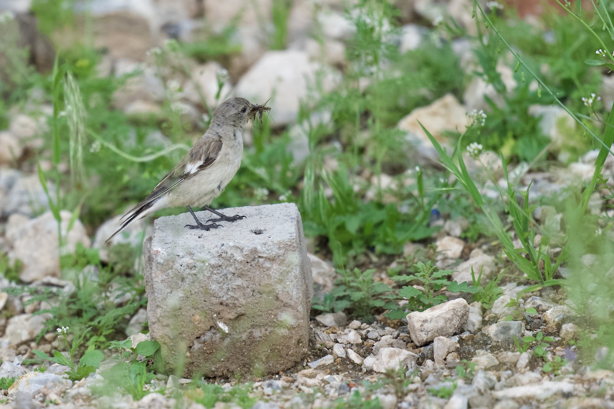 Black-winged Snowfinch - ML622154394