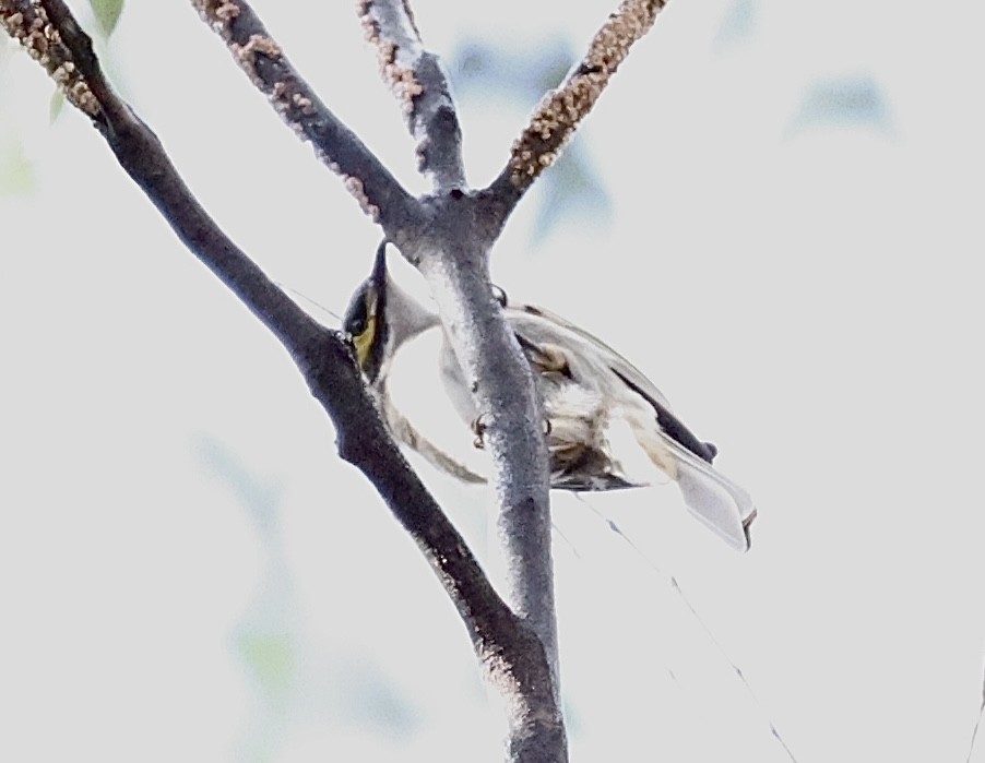 Yellow-faced Honeyeater - ML622154395