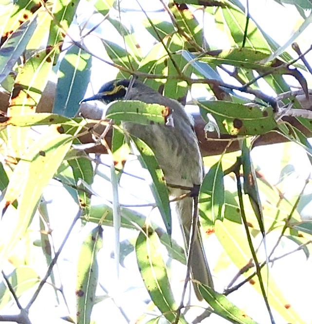 Yellow-faced Honeyeater - ML622154396