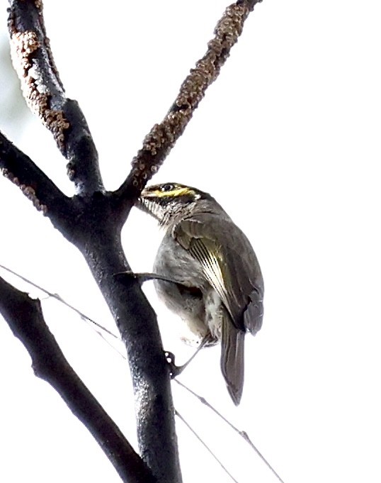 Yellow-faced Honeyeater - ML622154397