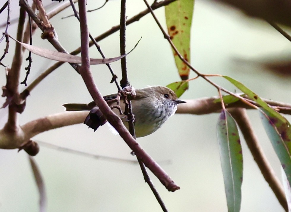 Brown Thornbill - ML622154399