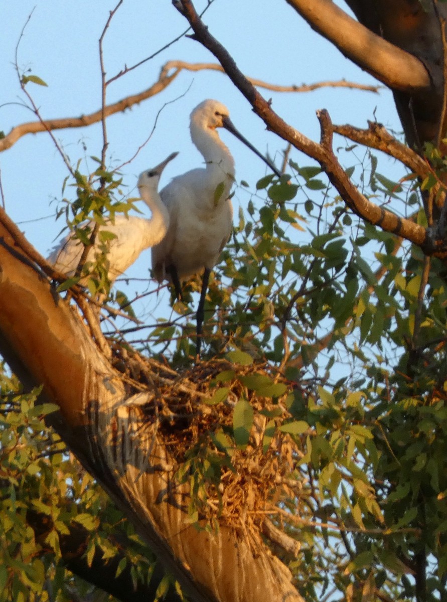 Eurasian Spoonbill - ML622154400