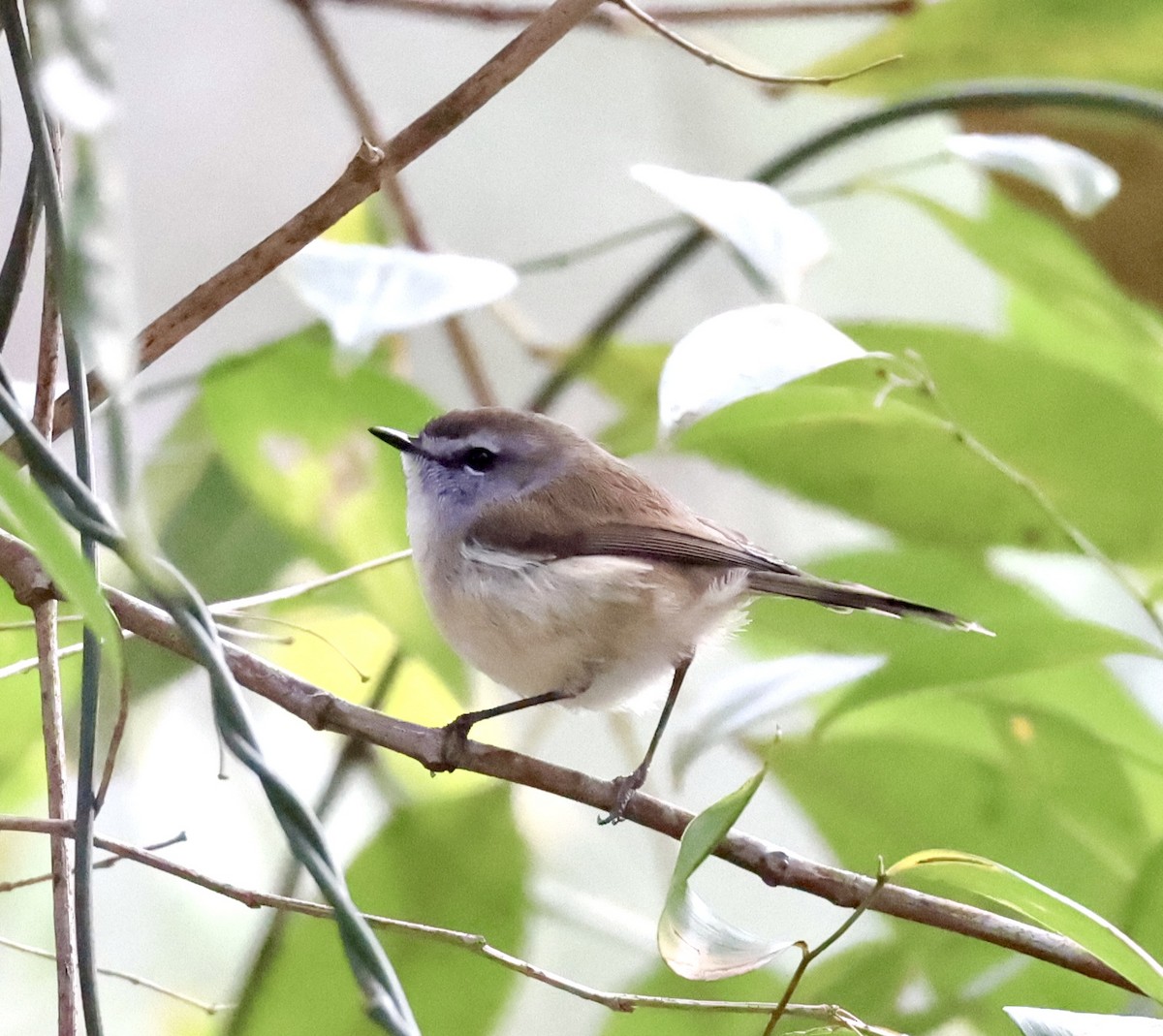 Brown Gerygone - ML622154401