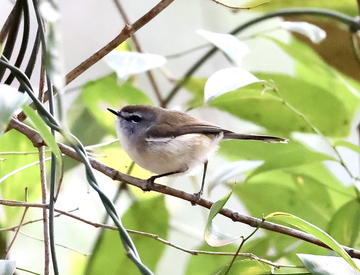 Brown Gerygone - ML622154402