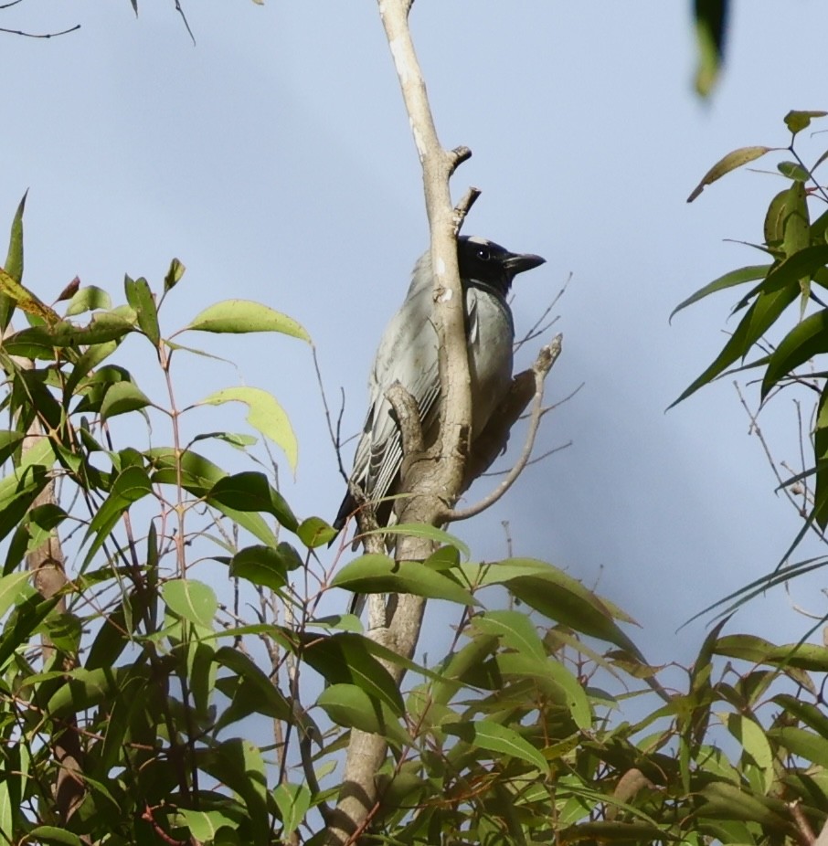 Black-faced Cuckooshrike - Kumaran Arul