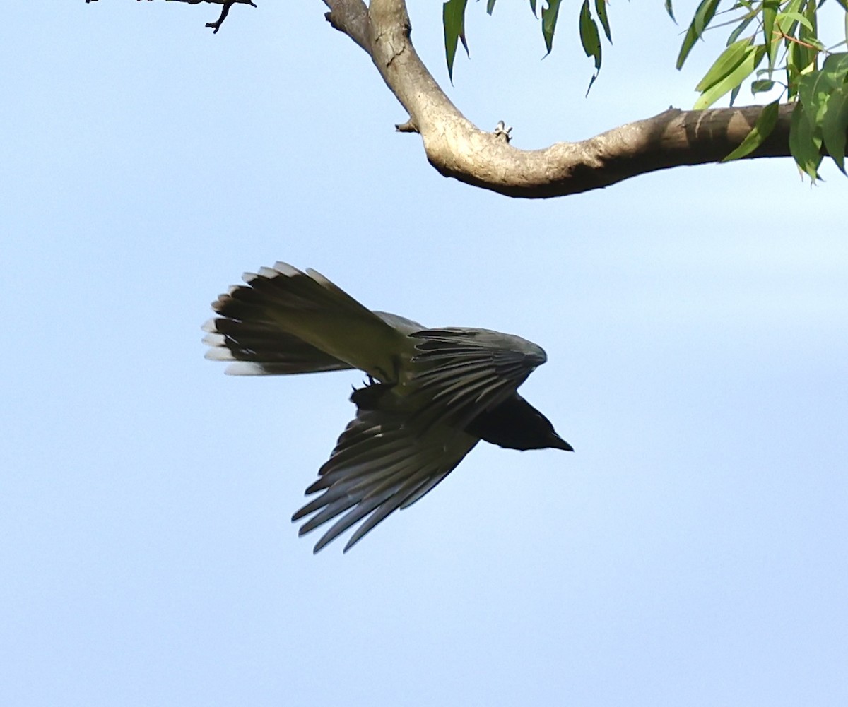 Black-faced Cuckooshrike - ML622154405