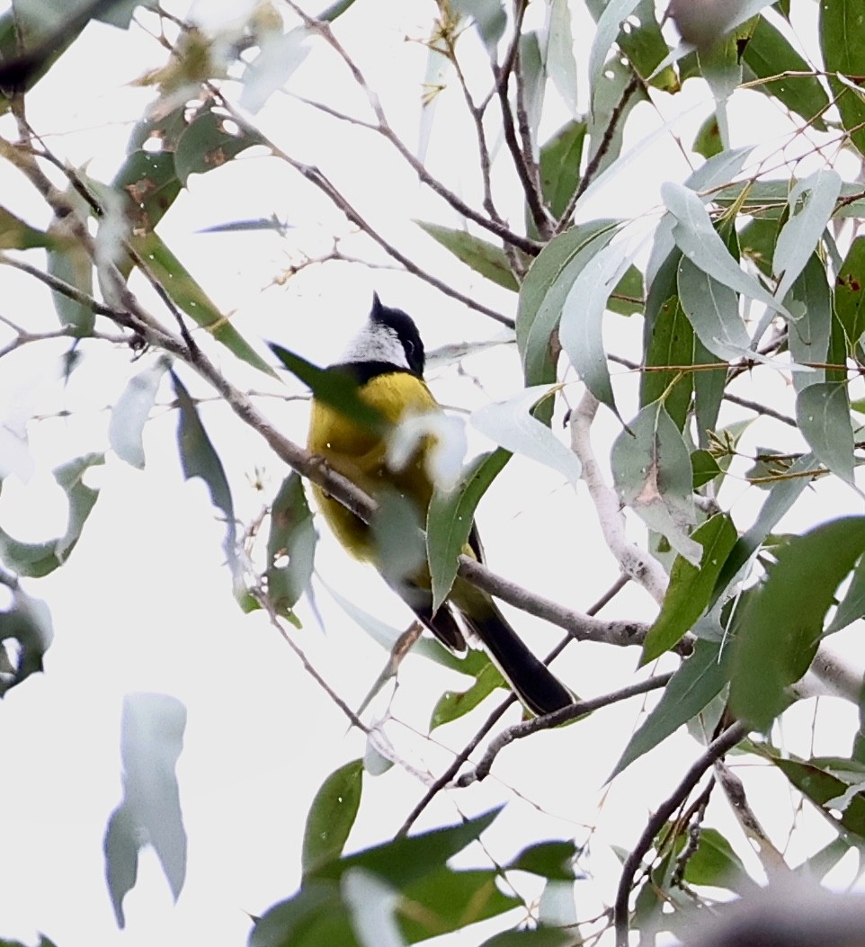 Golden Whistler - ML622154406