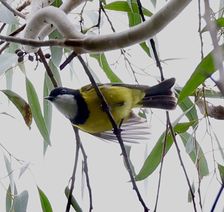 Golden Whistler - ML622154407