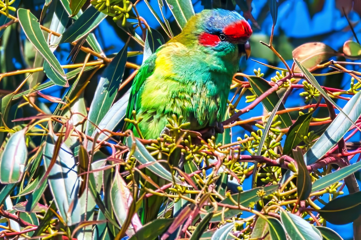 Musk Lorikeet - ML622154408