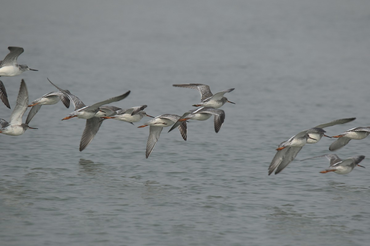 Spotted Redshank - ML622154409