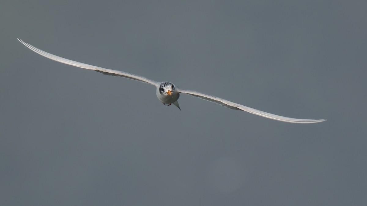 Black-bellied Tern - Subhasish Sengupta