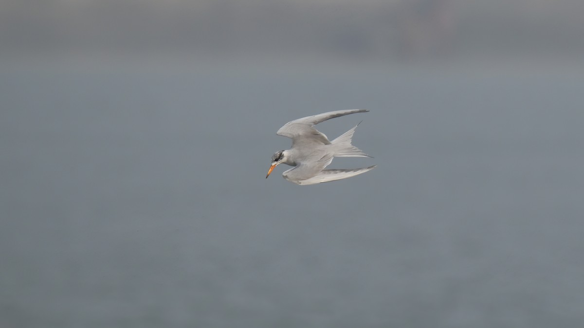 Black-bellied Tern - Subhasish Sengupta