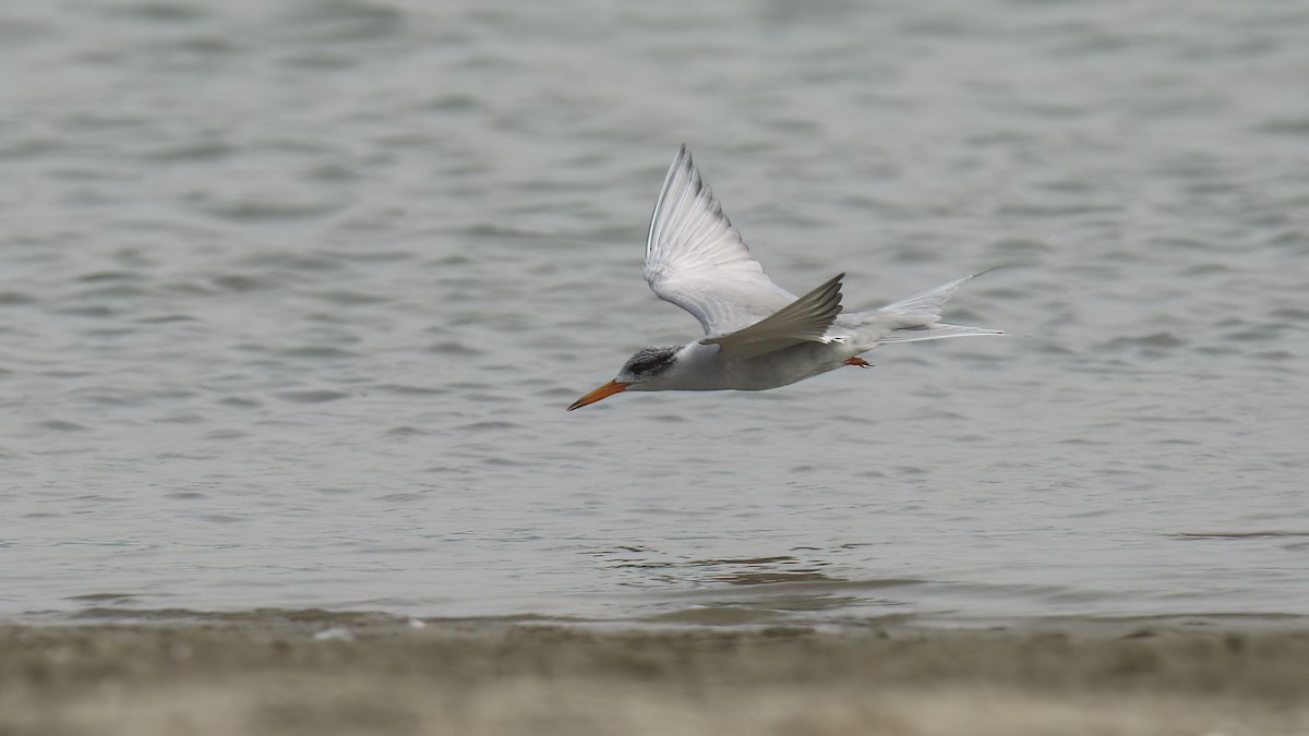 Black-bellied Tern - ML622154414