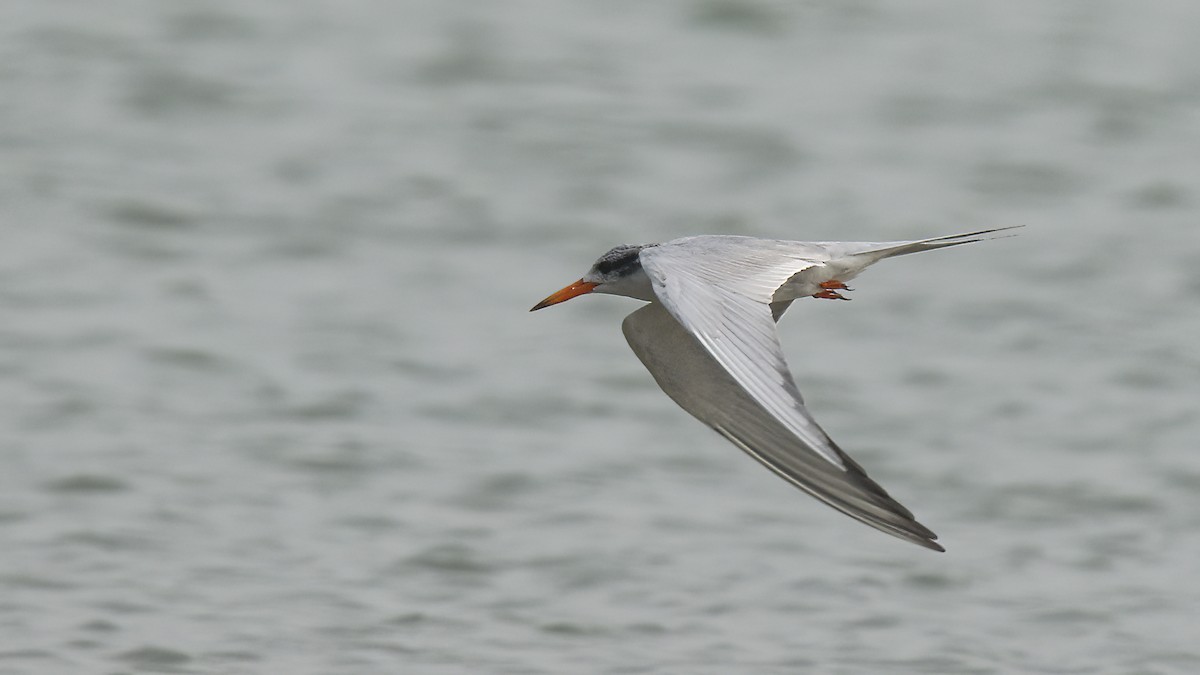 Black-bellied Tern - ML622154415