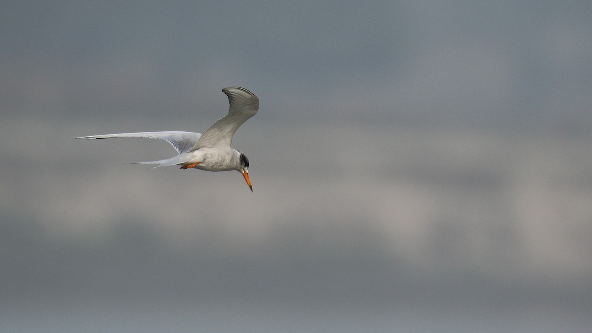 Black-bellied Tern - ML622154416