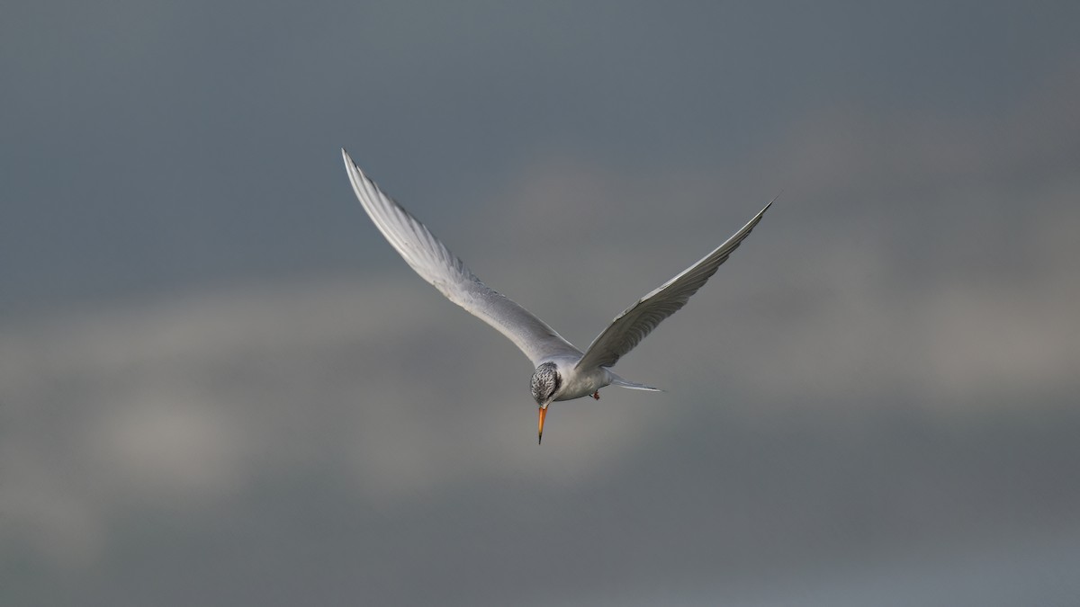 Black-bellied Tern - ML622154417