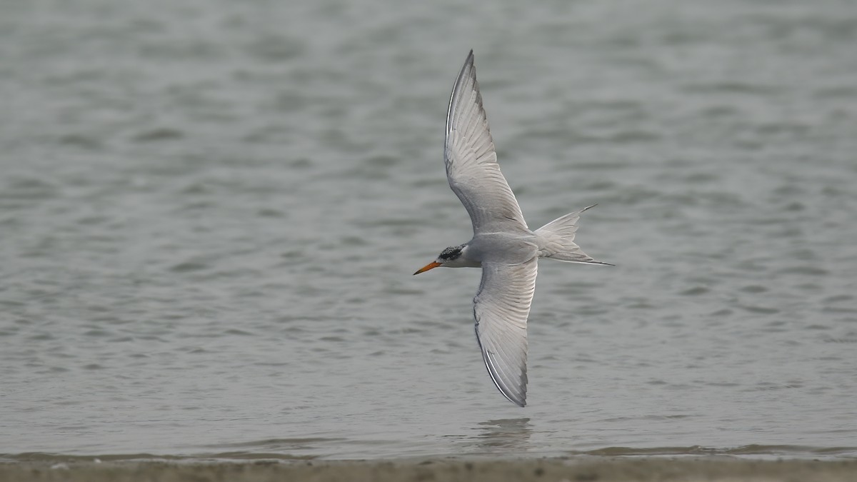 Black-bellied Tern - ML622154418