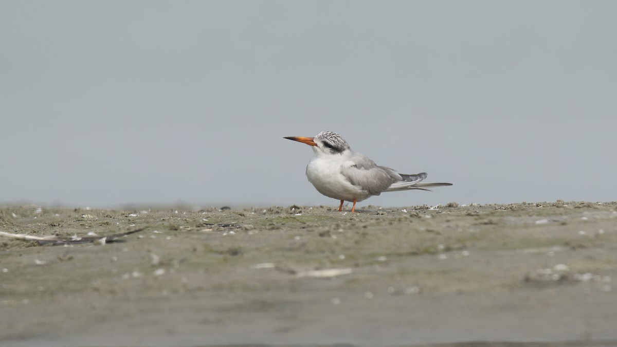 Black-bellied Tern - ML622154419