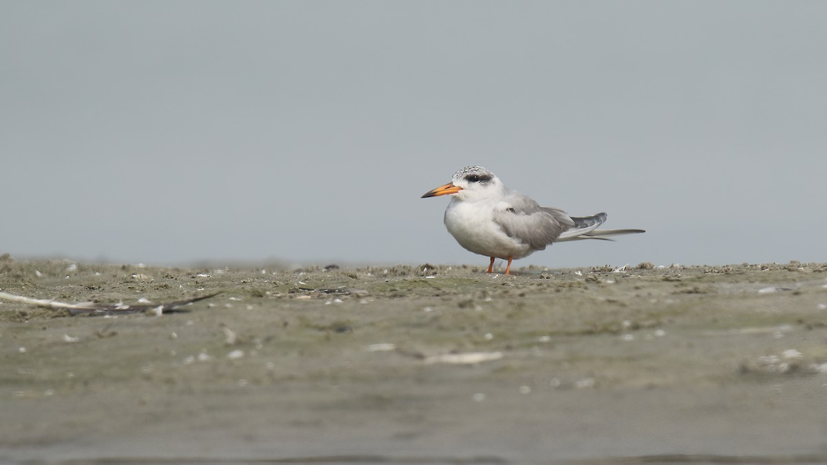 Black-bellied Tern - ML622154420