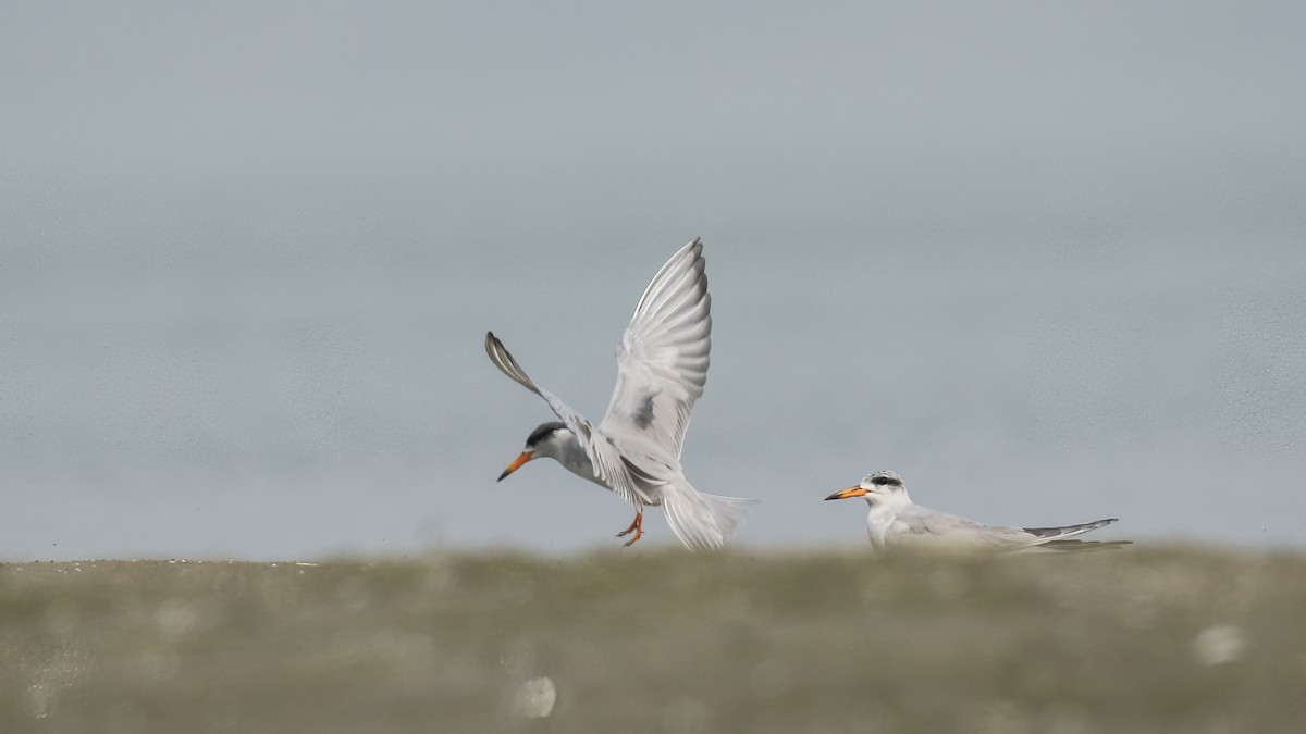 Black-bellied Tern - ML622154421