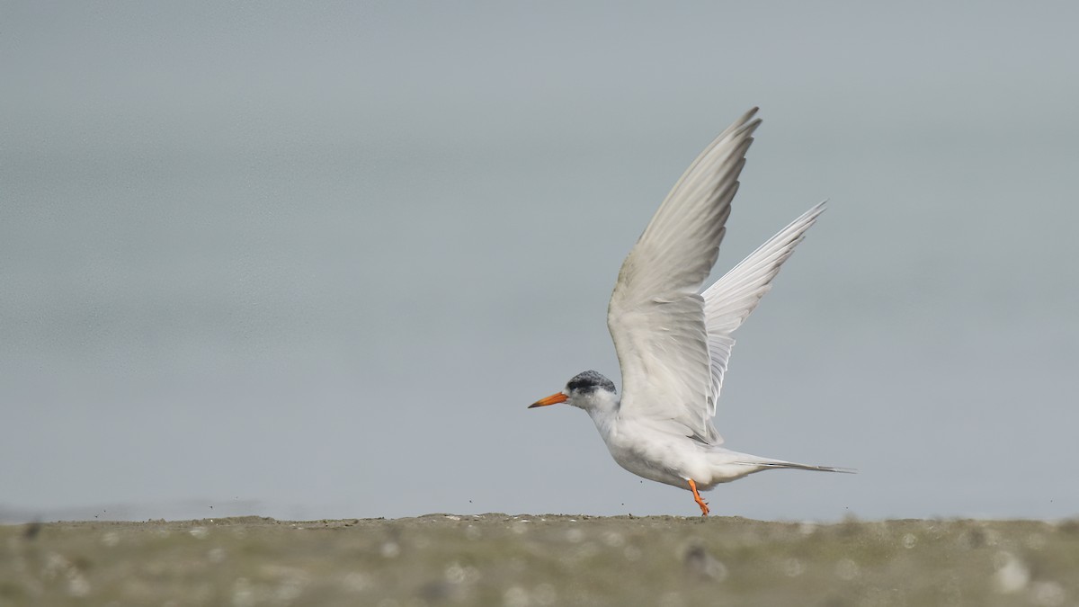 Black-bellied Tern - ML622154422