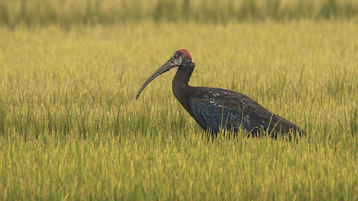 Red-naped Ibis - ML622154432