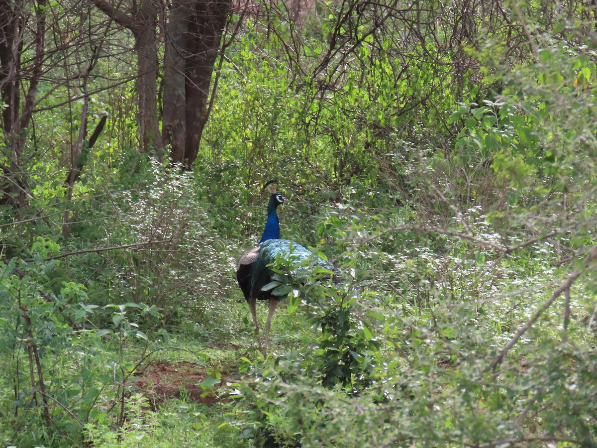 Pavo Real Común - ML622154433