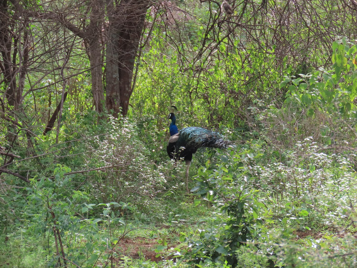 Pavo Real Común - ML622154434