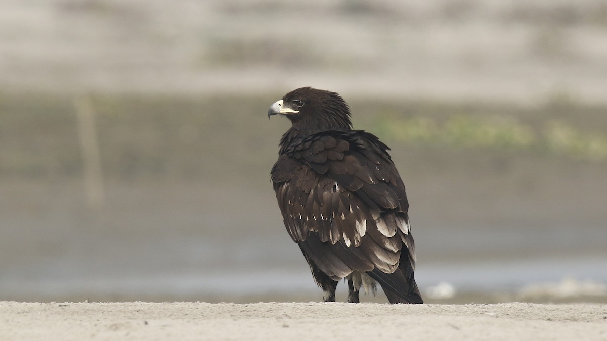 Greater Spotted Eagle - ML622154436