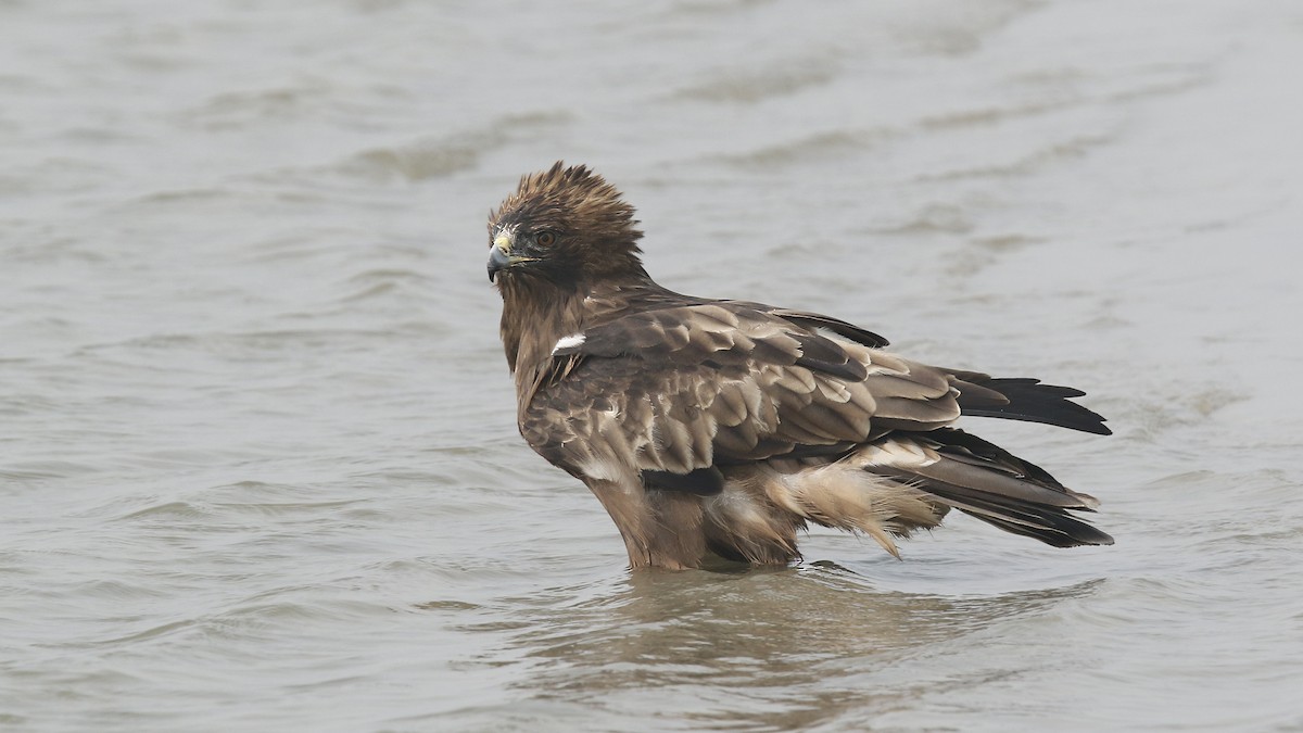 Booted Eagle - ML622154443