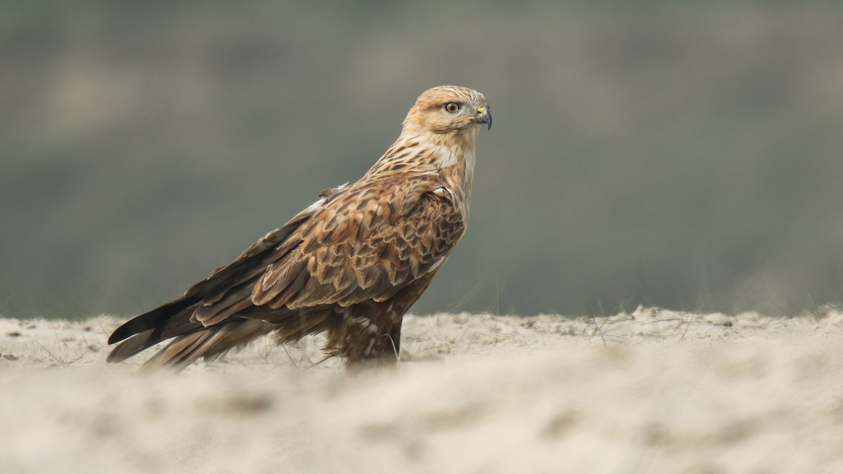 Long-legged Buzzard - ML622154444