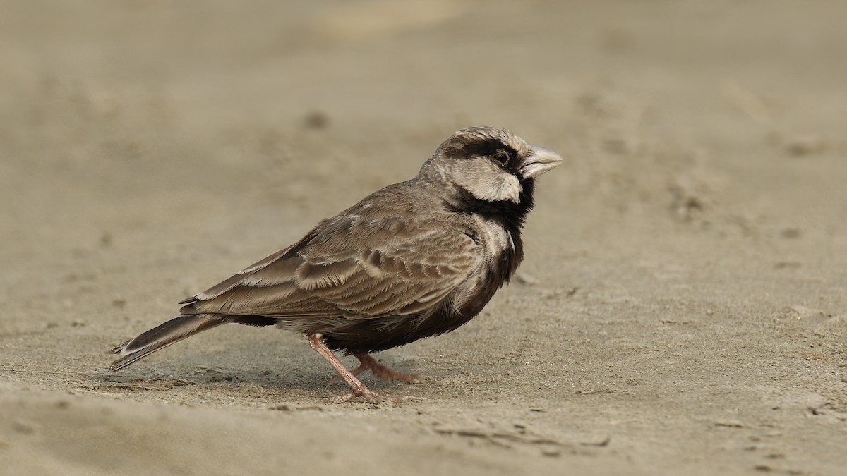 Ashy-crowned Sparrow-Lark - ML622154445