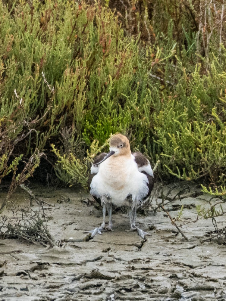 Avocette d'Amérique - ML622154461