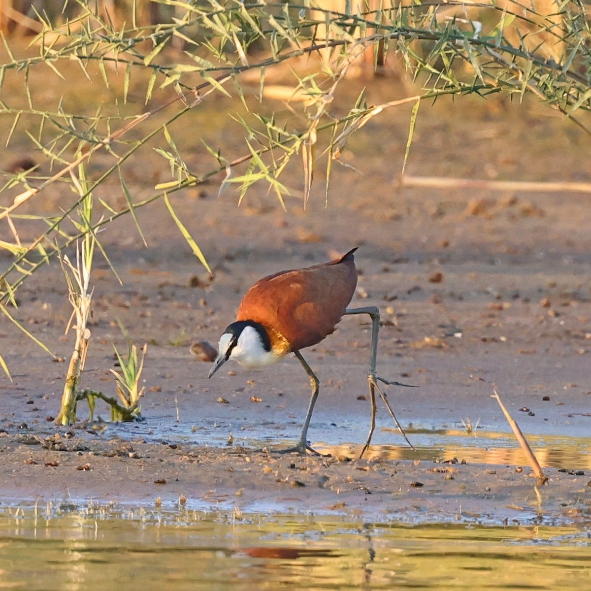 Jacana à poitrine dorée - ML622154486