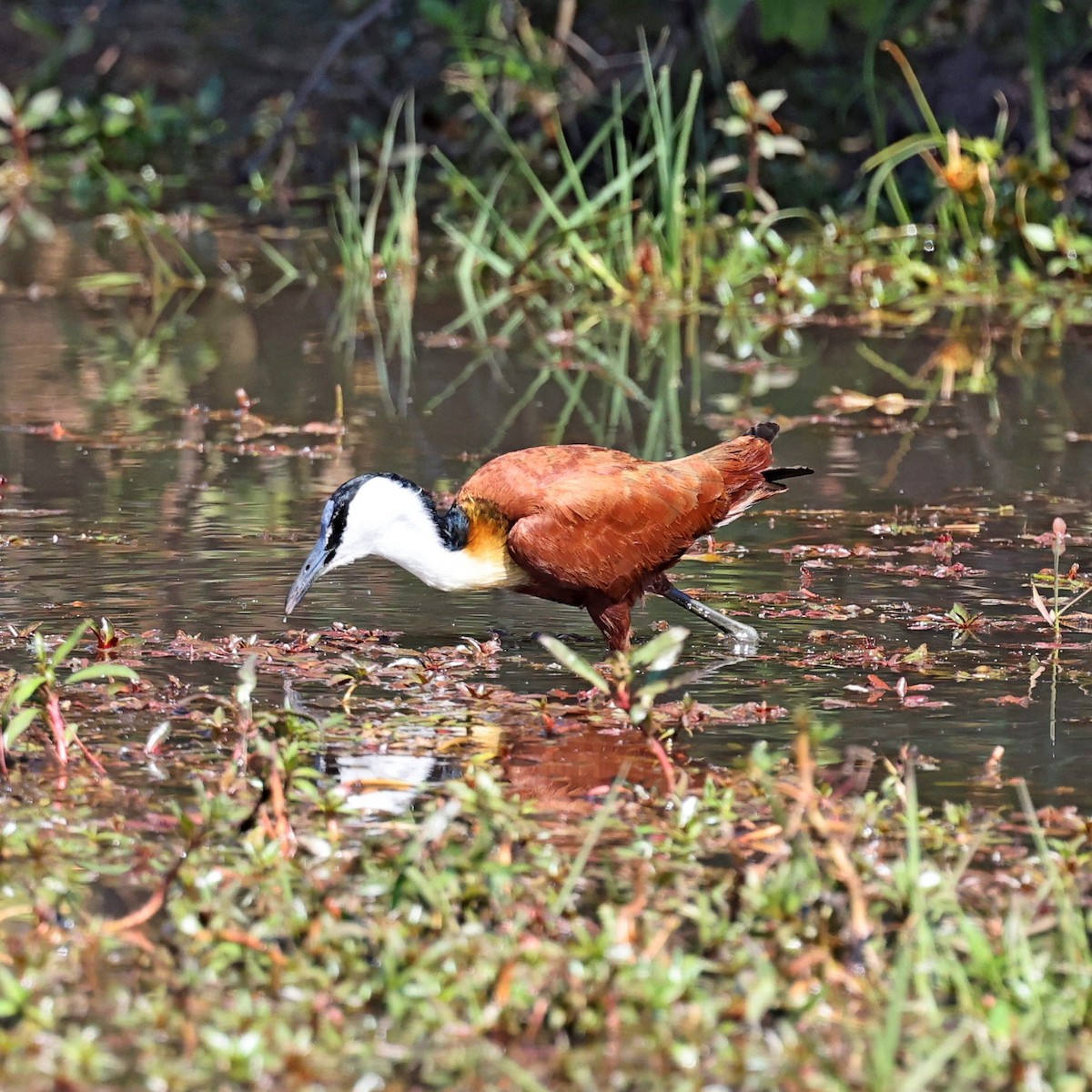 African Jacana - Steve Mannix