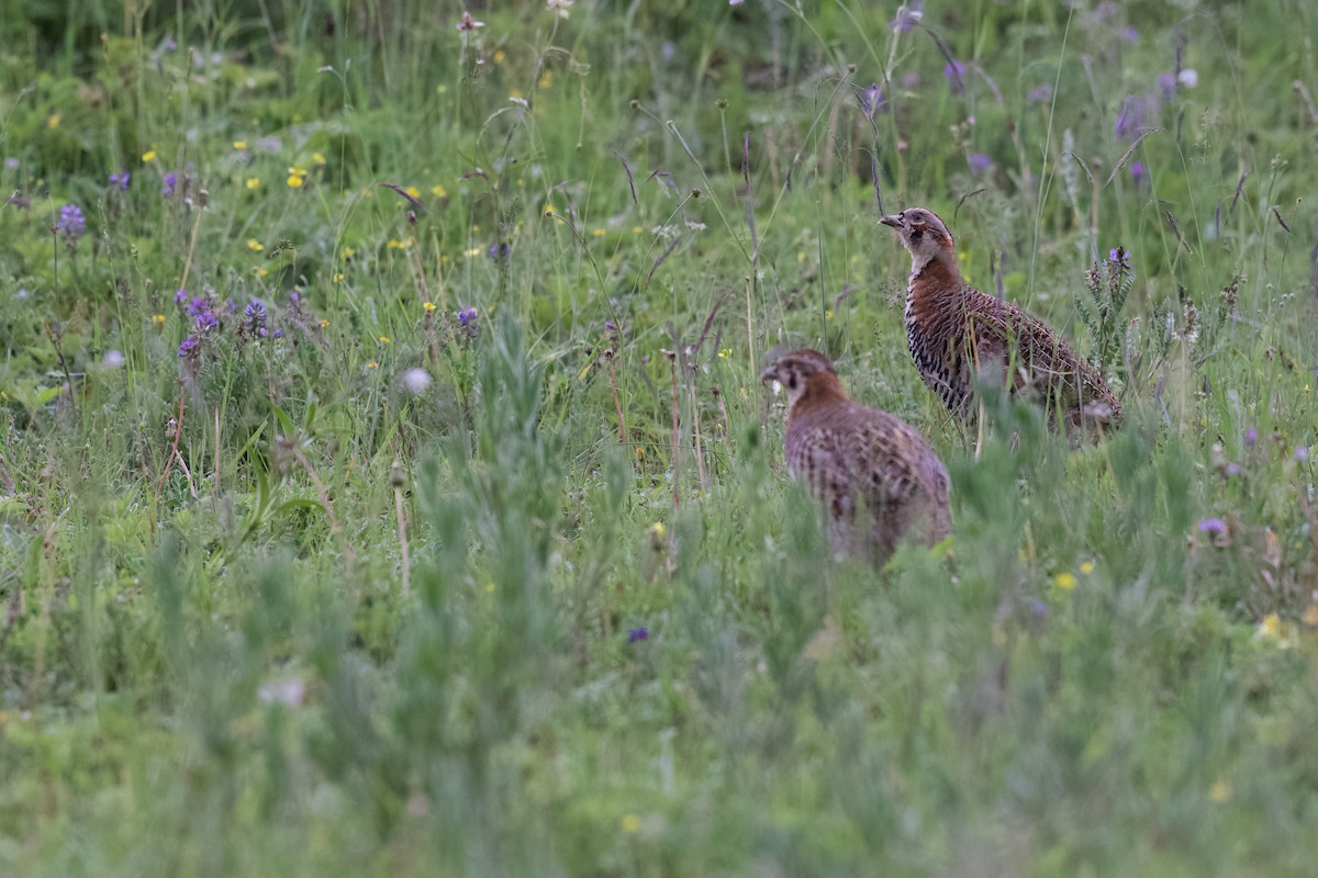 Tibetan Partridge - Summer Wong China Bird Tours