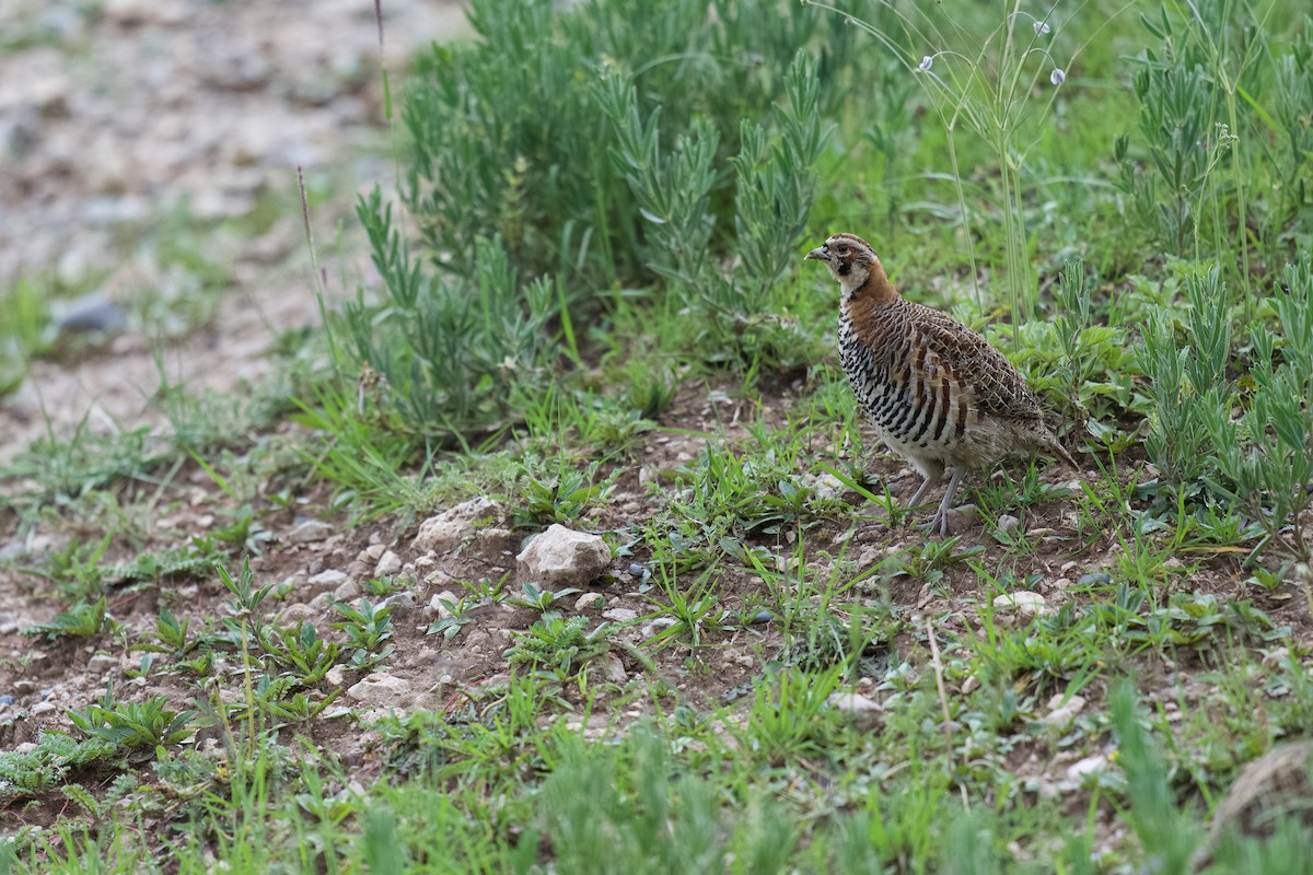 Tibetan Partridge - Summer Wong China Bird Tours